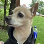 Randolph Regional Veterinary Hospital