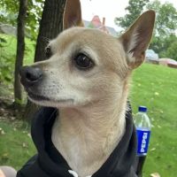 Randolph Regional Veterinary Hospital ico