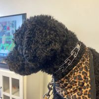 Petco ico