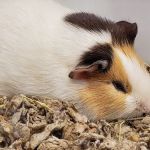Petco