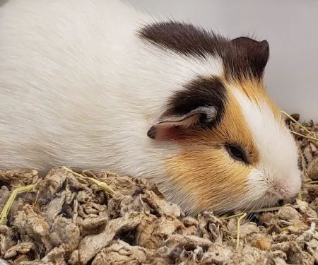 Petco
