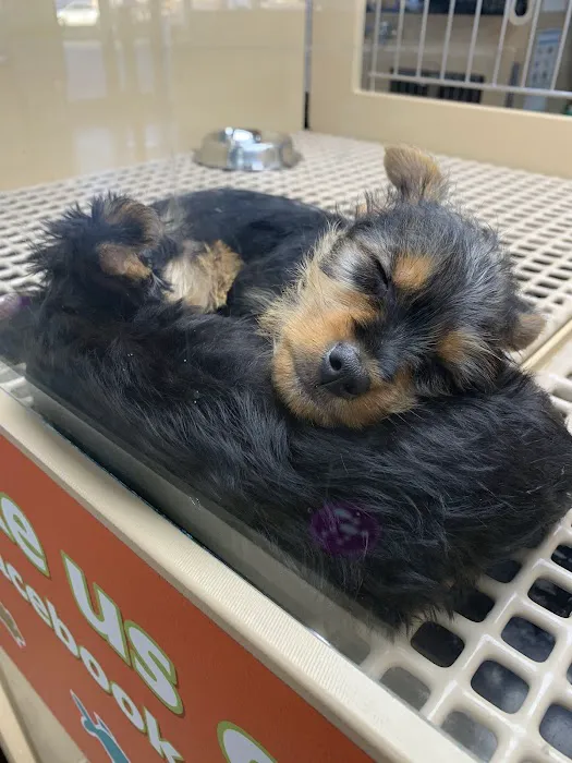 Petland Westfield/Carmel Picture 10