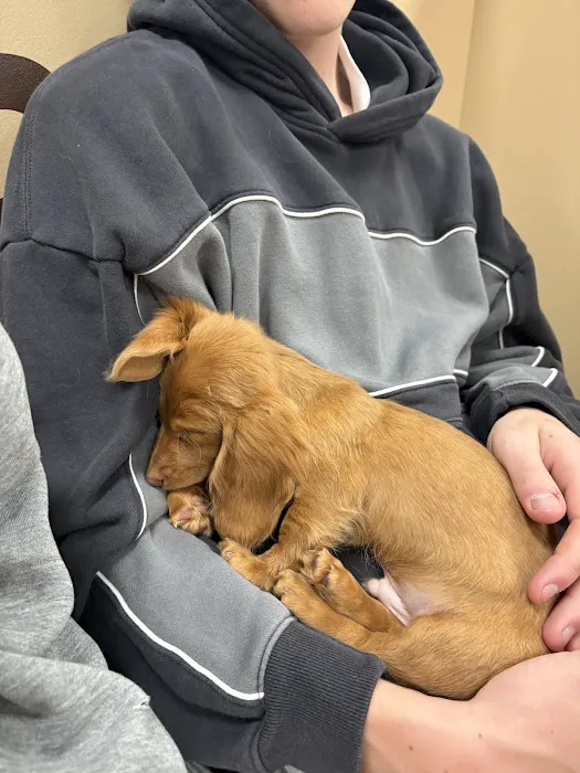 Petland Westfield/Carmel Picture 7