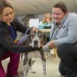 Addison County Mobile Veterinary Services