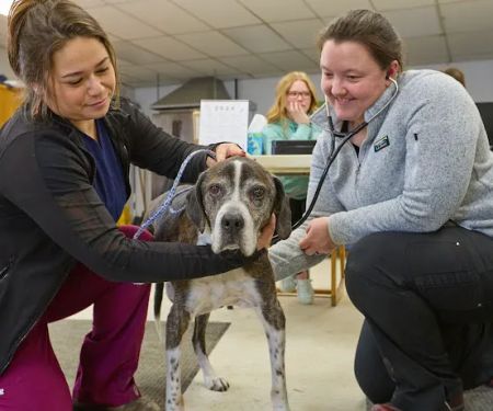 Addison County Mobile Veterinary Services