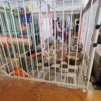 Scottsburg Pet Center ico
