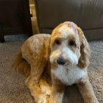 Ramsey Creek Kennels