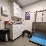 Middlebury Animal Hospital