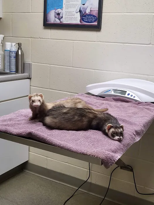 Middlebury Animal Hospital Picture 2