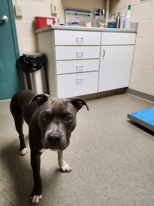 Middlebury Animal Hospital Picture 10
