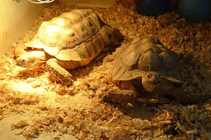 Night Stalkers Pet Emporium Picture 10