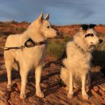 Bond Creek Alternative Veterinary Care