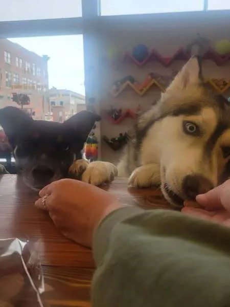 Downtown Dog Picture 4