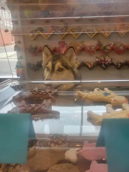 Downtown Dog Picture 2