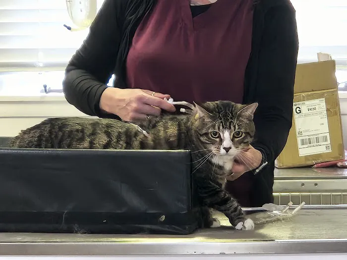 Vita Veterinary Care Picture 3