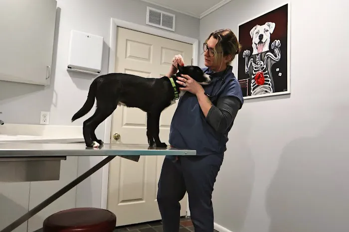 Vita Veterinary Care Picture 4