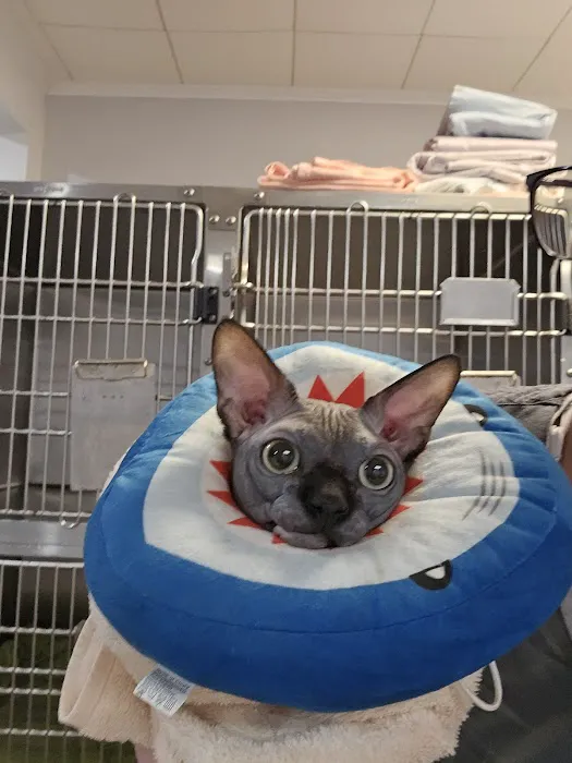 Vita Veterinary Care Picture 5