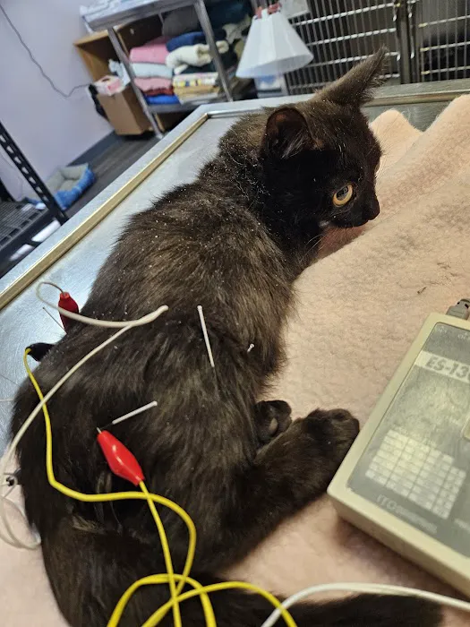 Vita Veterinary Care Picture 9