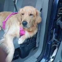 ADK Spay and Neuter ico