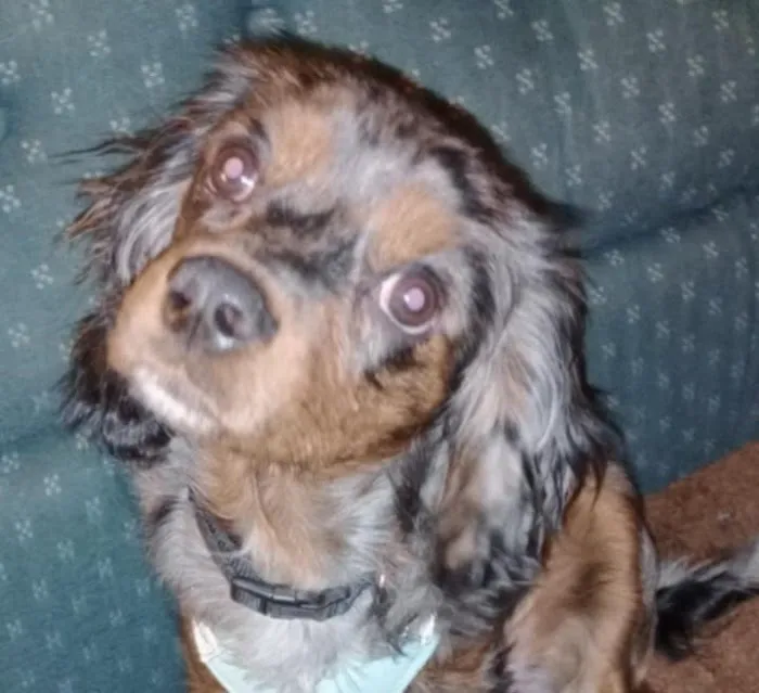 ADK Spay and Neuter Picture 5