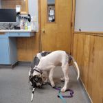 VCA Adirondack Animal Hospital