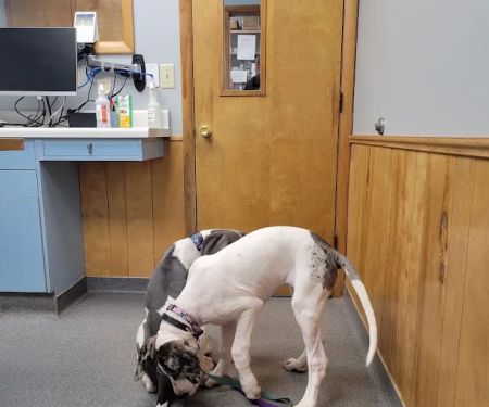 VCA Adirondack Animal Hospital