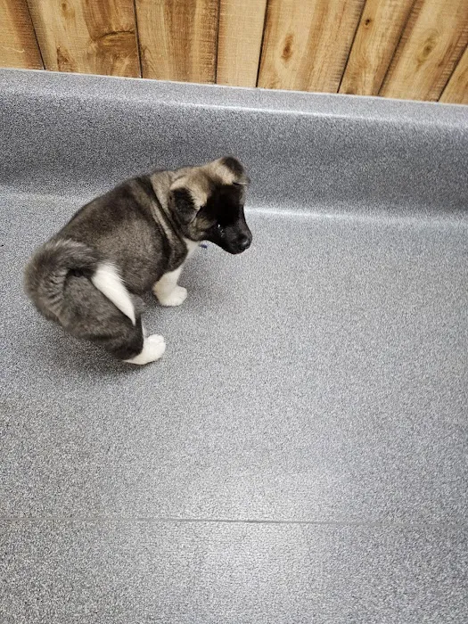 VCA Adirondack Animal Hospital Picture 8