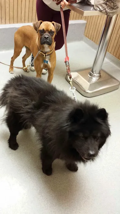 VCA Adirondack Animal Hospital Picture 6