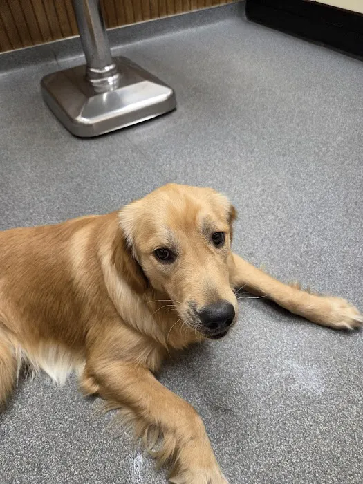 VCA Adirondack Animal Hospital Picture 7