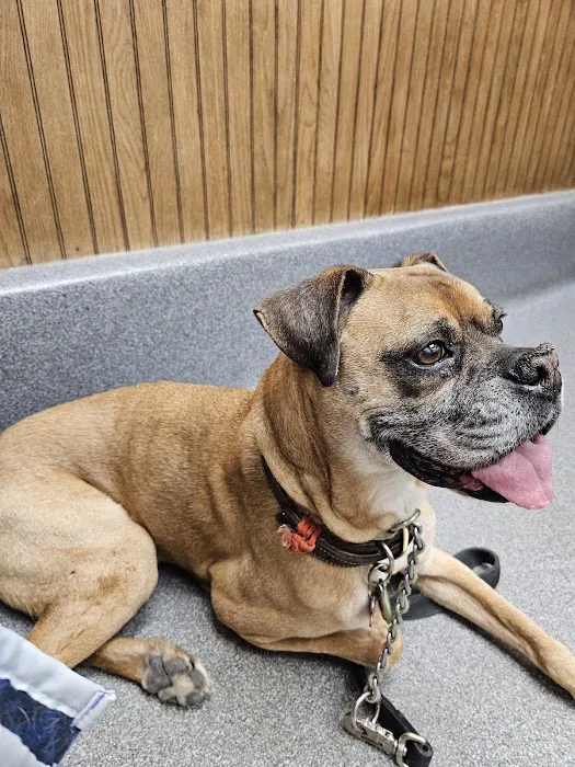 VCA Adirondack Animal Hospital Picture 9
