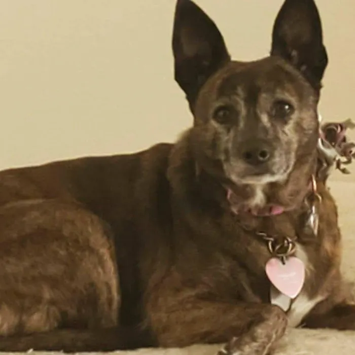 Quaker Animal Hospital Picture 6