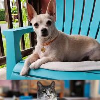 Quaker Animal Hospital ico