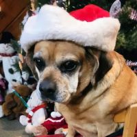 Borador Animal Hospital ico