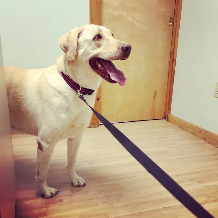 Borador Animal Hospital Picture 6