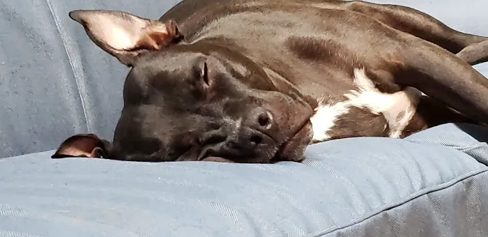Borador Animal Hospital Picture 7