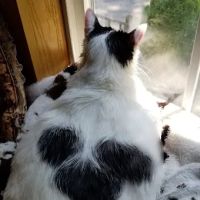 Glens Falls Animal Hospital ico