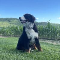 Aeolus Animal Hospital & Equine ico