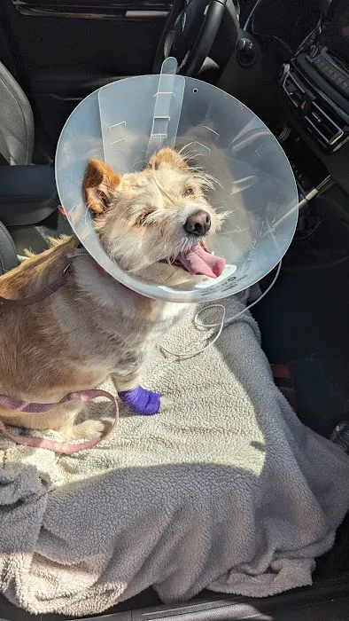VCA Everett Animal Hospital Picture 8