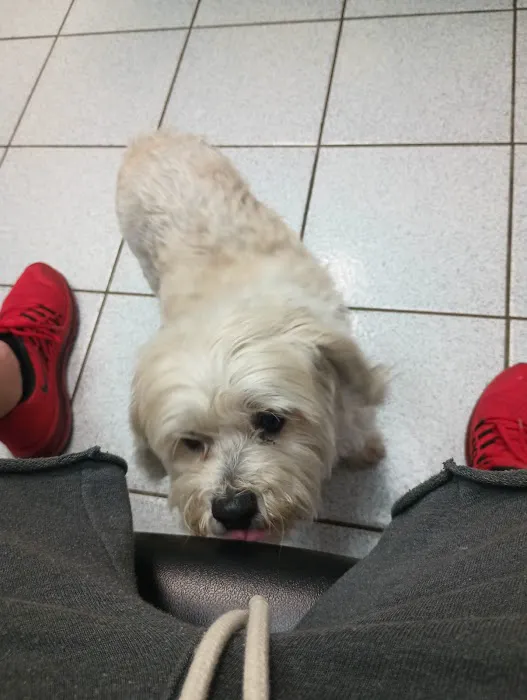 Malden Animal Hospital & Kennel Picture 9