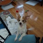East Boston Animal Hospital