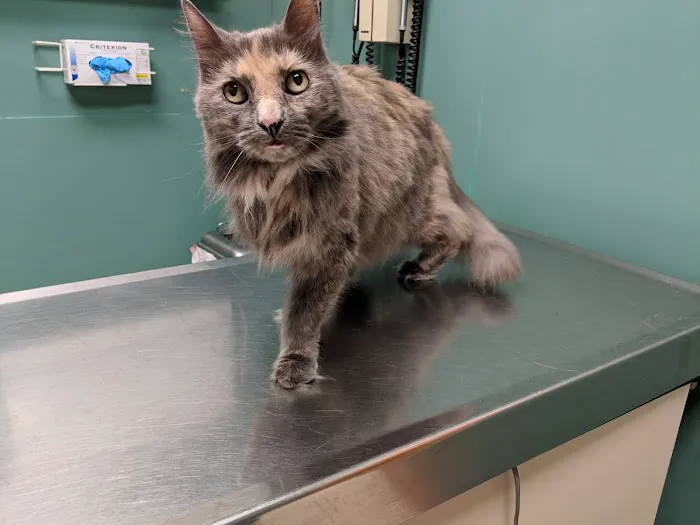East Boston Animal Hospital Picture 9