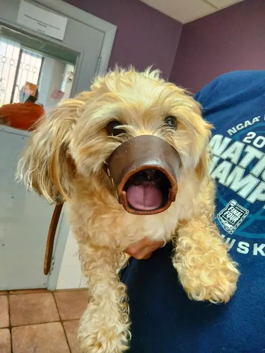 Revere Pet Clinic Picture 4