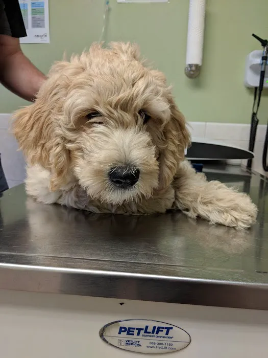 Revere Pet Clinic Picture 7