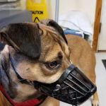 Methuen Veterinary Hospital