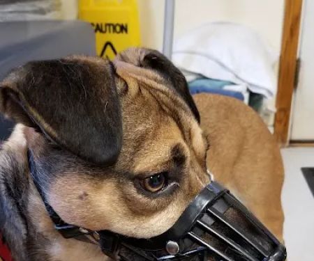Methuen Veterinary Hospital