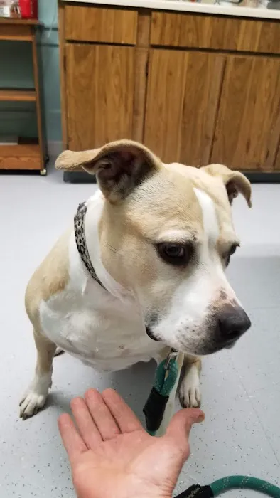 Methuen Veterinary Hospital Picture 4