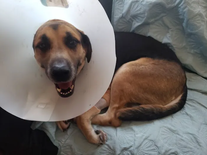 Methuen Veterinary Hospital Picture 7