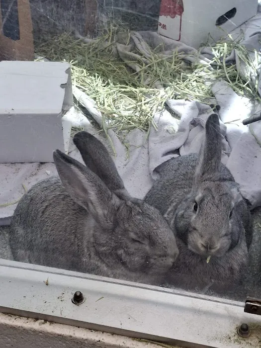 Noble Family Animal Care & Adoption Center Picture 1