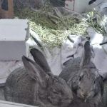 Noble Family Animal Care & Adoption Center