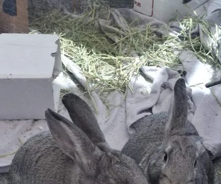 Noble Family Animal Care & Adoption Center
